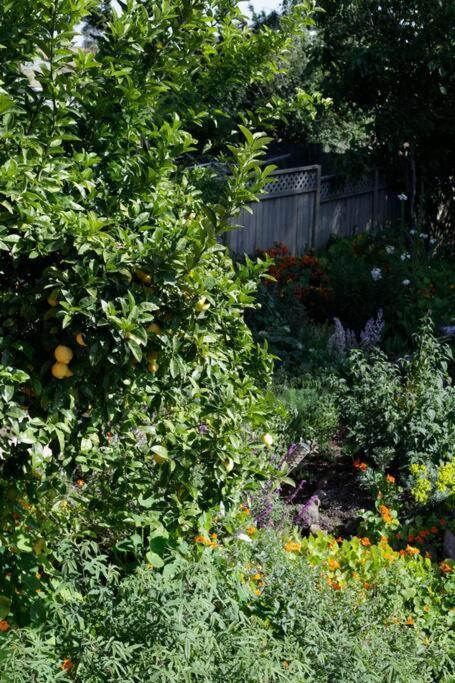 Beautiful, Historic Family Home Near Lake Merritt أوكلاند، كاليفورنيا المظهر الخارجي الصورة